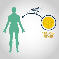yellow fever vaccines in London - The Wellness Pharmacy