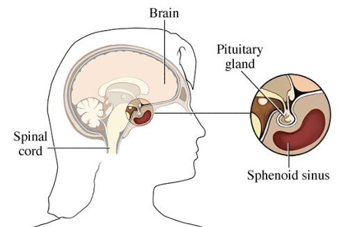 Pituitary Function Profile