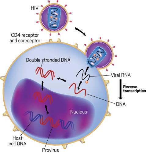 HIV Rapid RNA HIV-1 QUALITATIVE