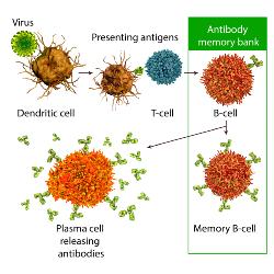 Covid T Cell immune response