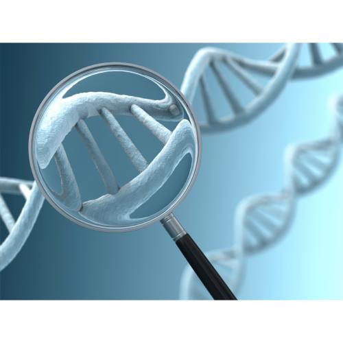 EstroGenomic®  DNA Profile
