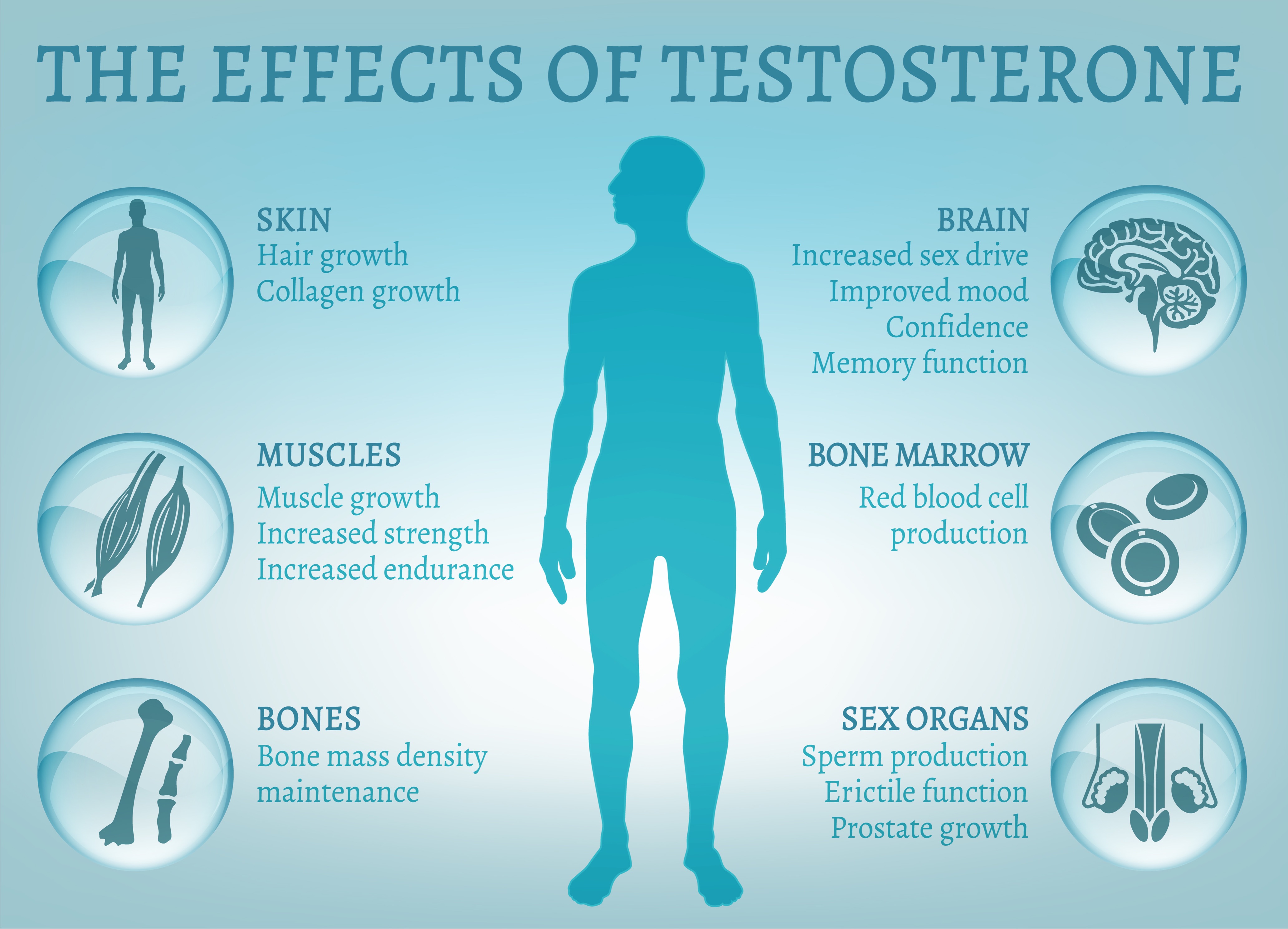 Male Testosterone Blood Test