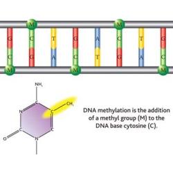 Methylation DNA Report