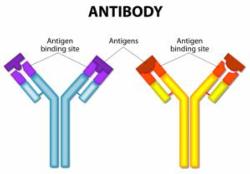 COVID-19 (IgG + IgM) Total Antibody Test