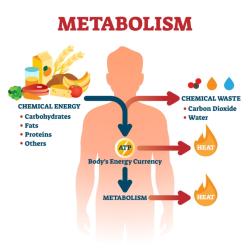 Metabolic Syndrome Profile